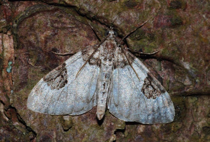 Hypena proboscidalis (Erebidae) e Thera vetustata (Geometridae)